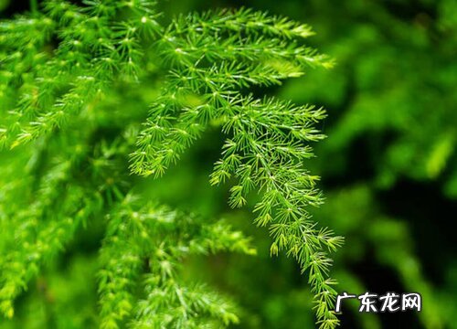 文竹的叶子像什么样子