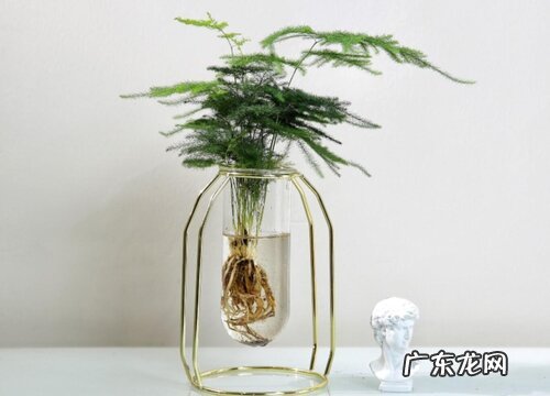 文竹的叶子像什么样子