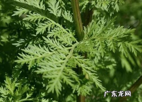 青蒿草生长在什么地方