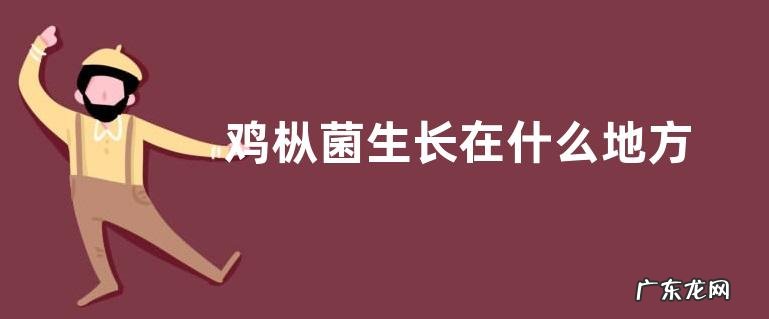 鸡枞菌生长在什么地方