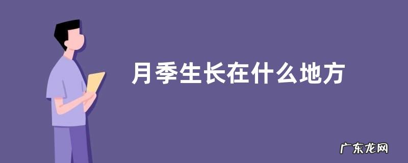 月季生长在什么地方