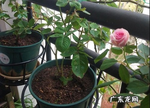 月季生长在什么地方