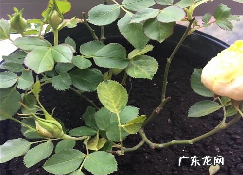 月季生长在什么地方