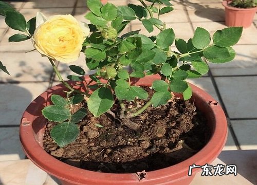 月季生长在什么地方