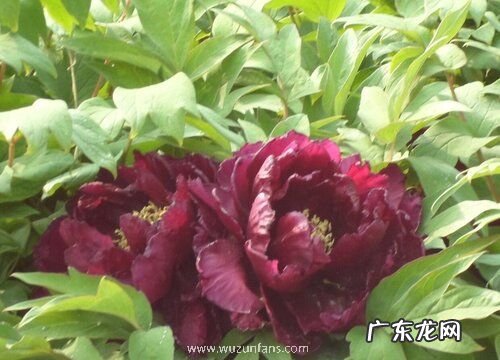 牡丹几月份种植合适