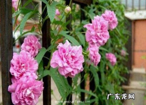 牡丹几月份种植合适