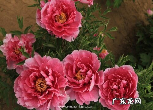 牡丹几月份种植合适