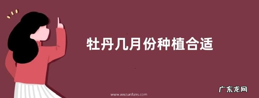 牡丹几月份种植合适