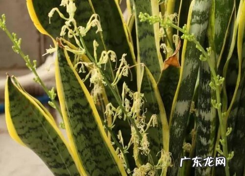 虎耳兰开花吗 在什么时候开花