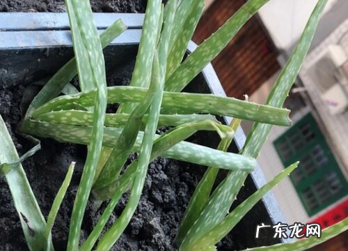 芦荟哪个品种好