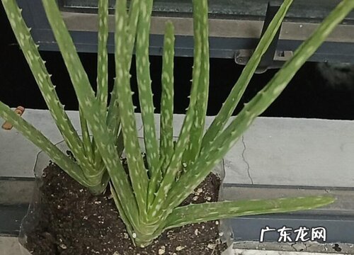 芦荟哪个品种好