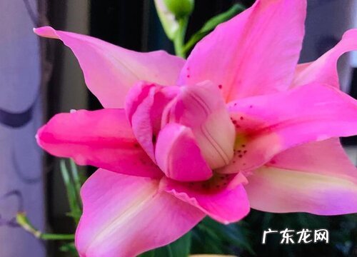 百合花是什么季节开的花