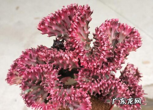 麒麟掌多少钱一盆