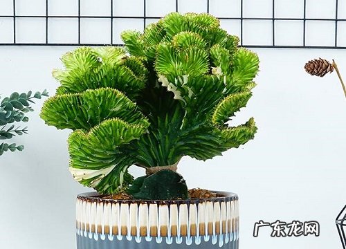 麒麟掌多少钱一盆