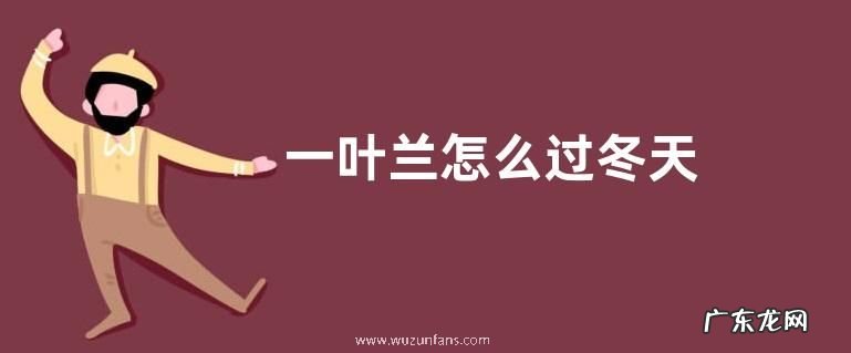 一叶兰怎么过冬天