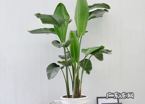 一叶兰怎么过冬天