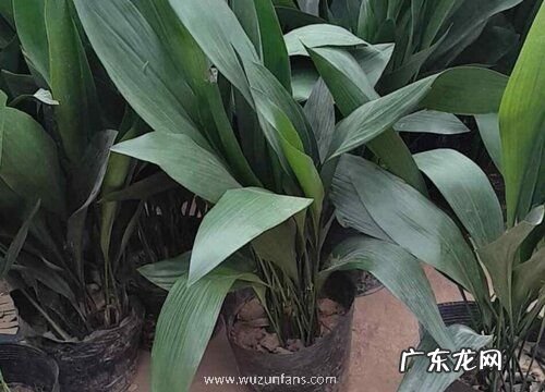 一叶兰怎么过冬天