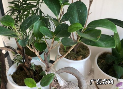 榕树能活多少年