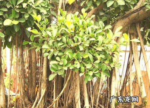 榕树能活多少年