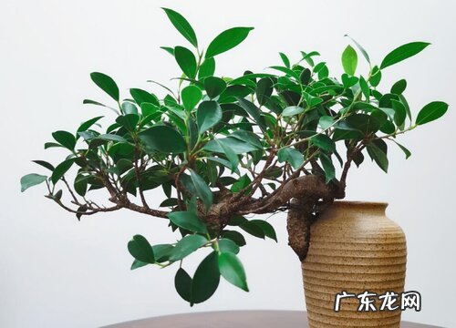 榕树能活多少年