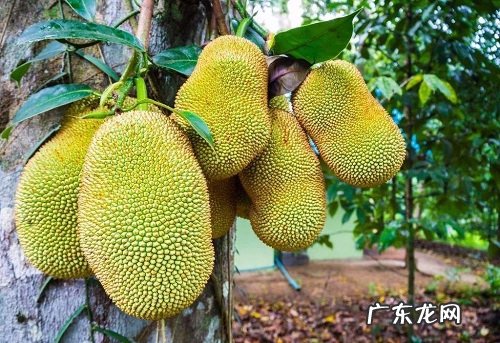 菠萝蜜几月开花结果 什么时候开花结果