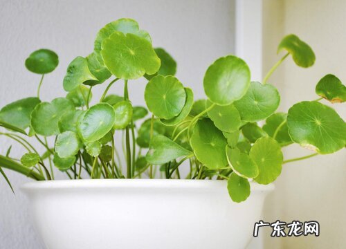 铜钱草多少钱一盆