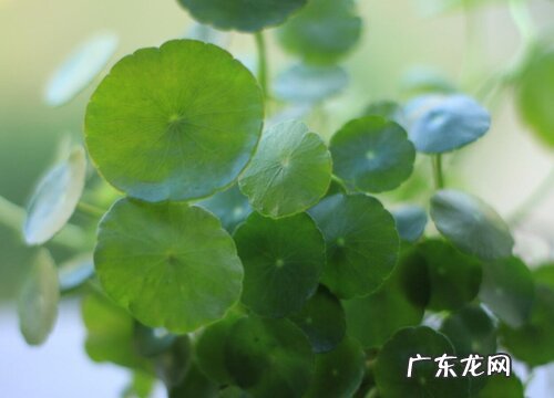 铜钱草多少钱一盆