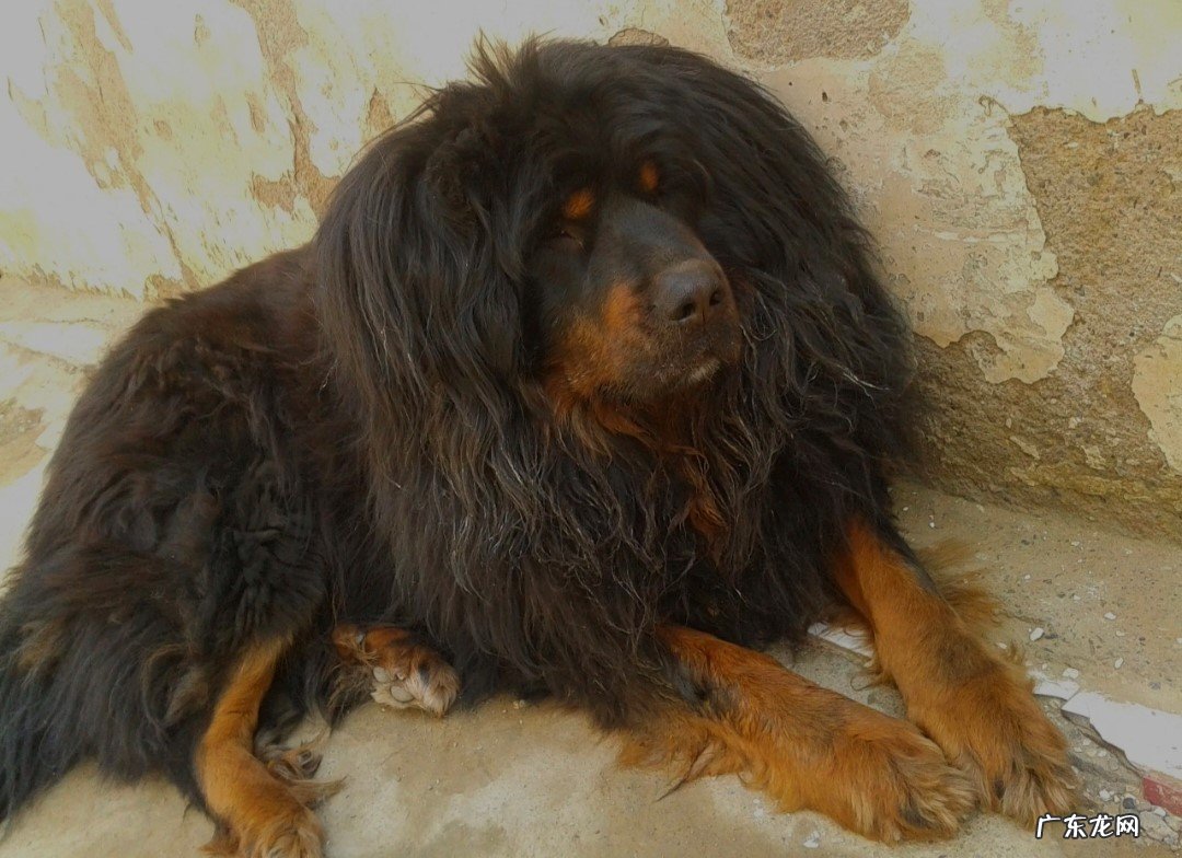 气质 藏獒和其他犬种有哪些不同