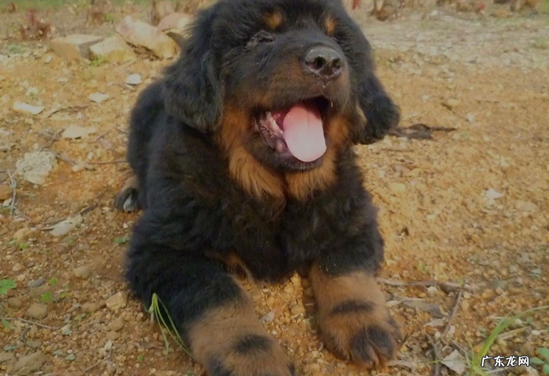 气质 藏獒和其他犬种有哪些不同