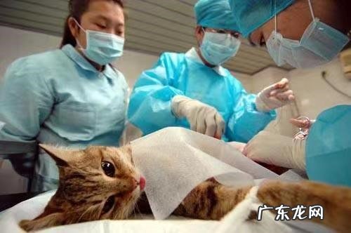 利于宠物健康 宠物绝育有哪些好处？