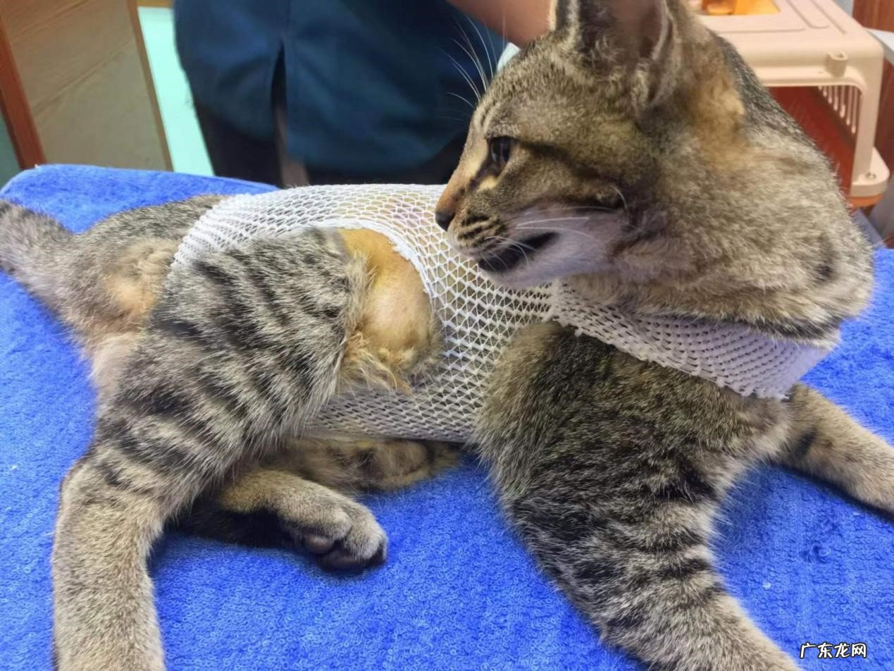 利于宠物健康 宠物绝育有哪些好处？