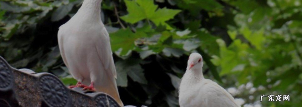 正常行为 公鸽子追着母鸽子啄怎么回事