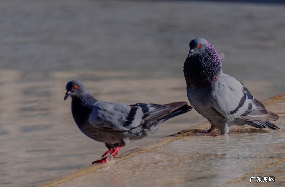 正常行为 公鸽子追着母鸽子啄怎么回事