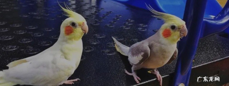 多喂食 20多天的雏鸟玄凤鹦鹉怎么养