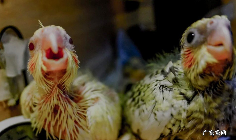 多喂食 20多天的雏鸟玄凤鹦鹉怎么养