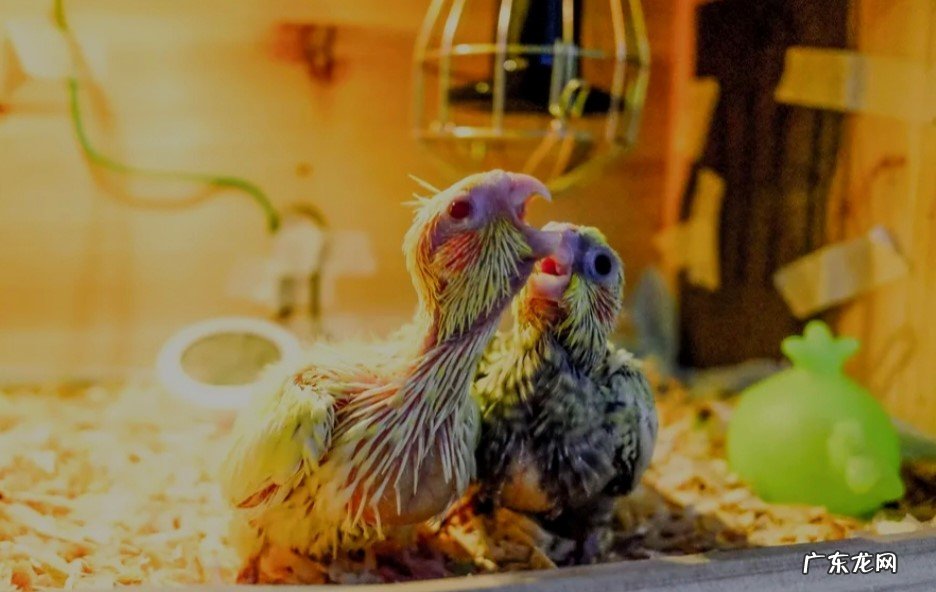 多喂食 20多天的雏鸟玄凤鹦鹉怎么养