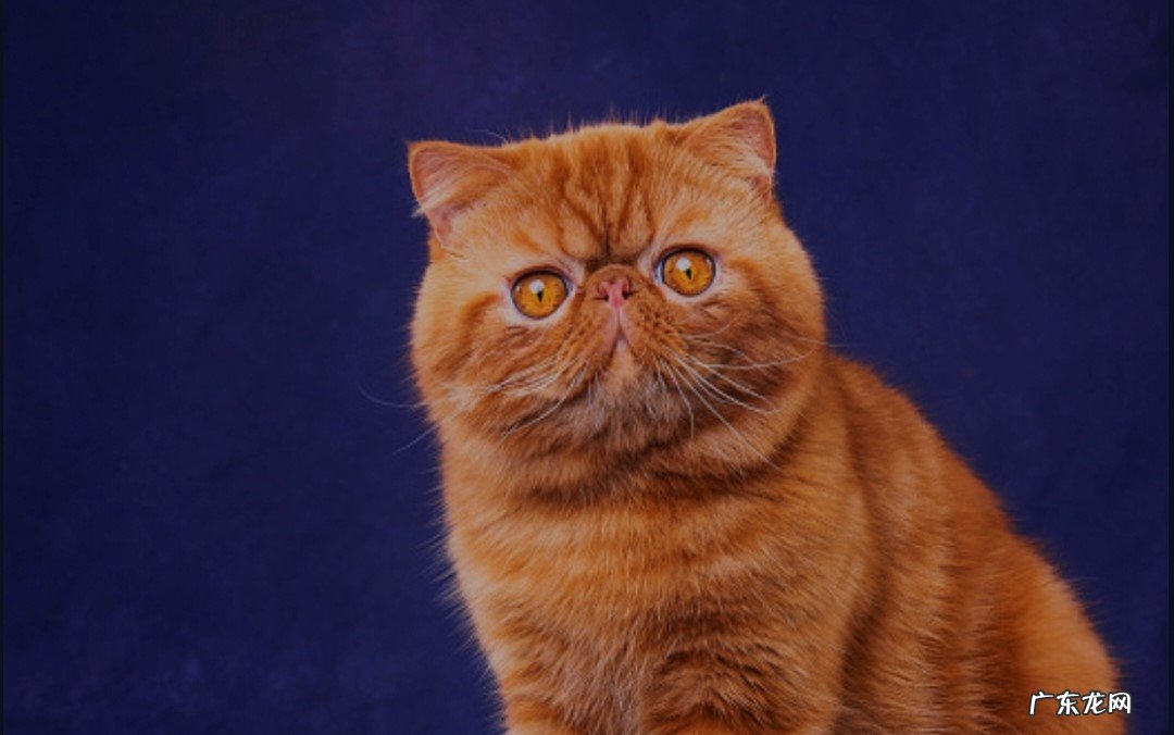 不好养 蓝色波斯猫好养吗?