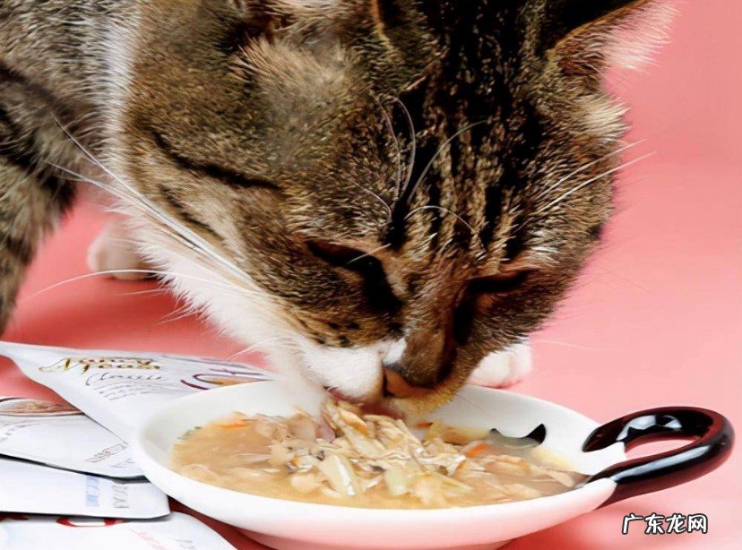 控制猫咪饮食 猫咪肠胃不好怎么调理