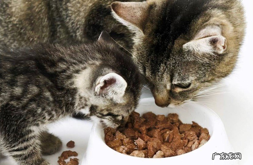 控制猫咪饮食 猫咪肠胃不好怎么调理