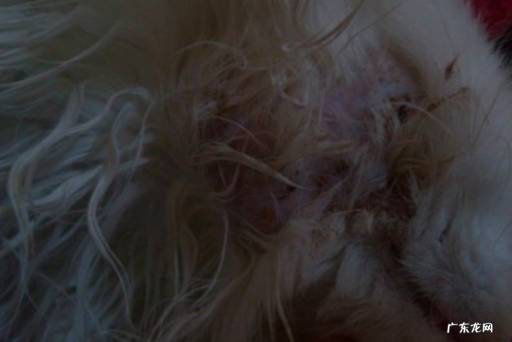 5%甲醛液洗患部 猫咪疥癣、壁虱、跳蚤、虱子的防治方法