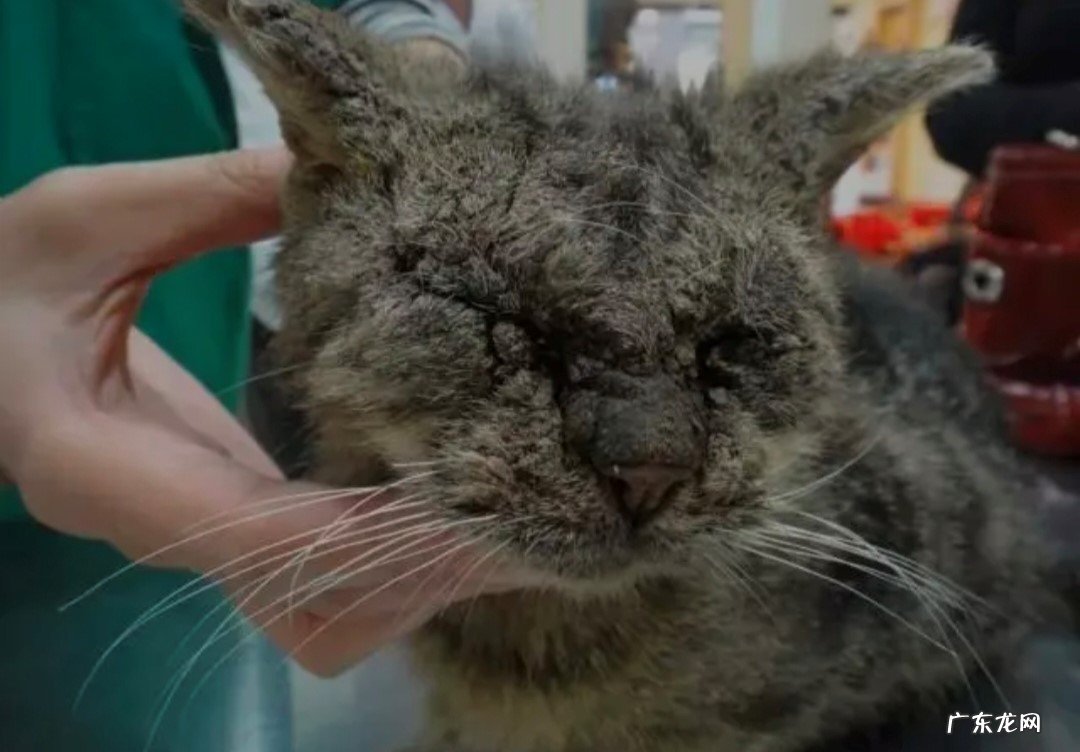 5%甲醛液洗患部 猫咪疥癣、壁虱、跳蚤、虱子的防治方法