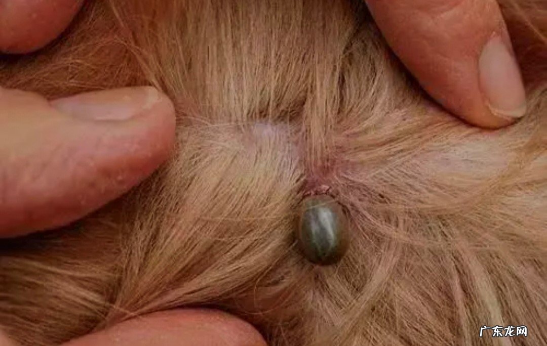 5%甲醛液洗患部 猫咪疥癣、壁虱、跳蚤、虱子的防治方法