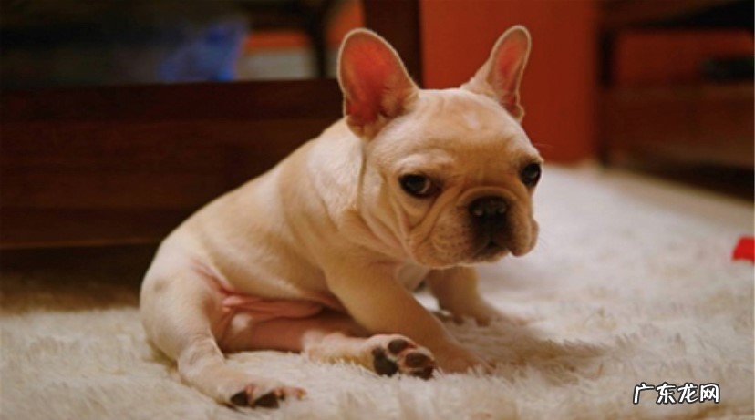 遗传病较多 法斗犬为什么不建议养