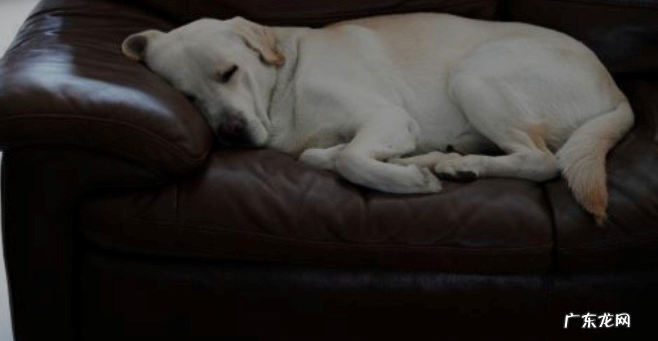 从小狗开始 应该怎么训练狗狗习惯睡狗窝