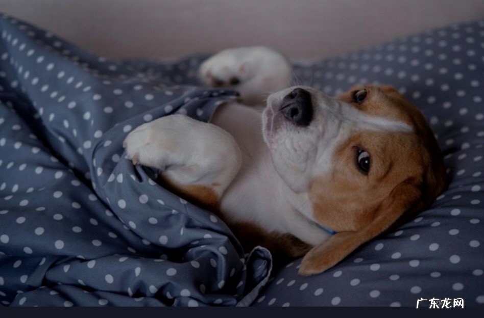 从小狗开始 应该怎么训练狗狗习惯睡狗窝