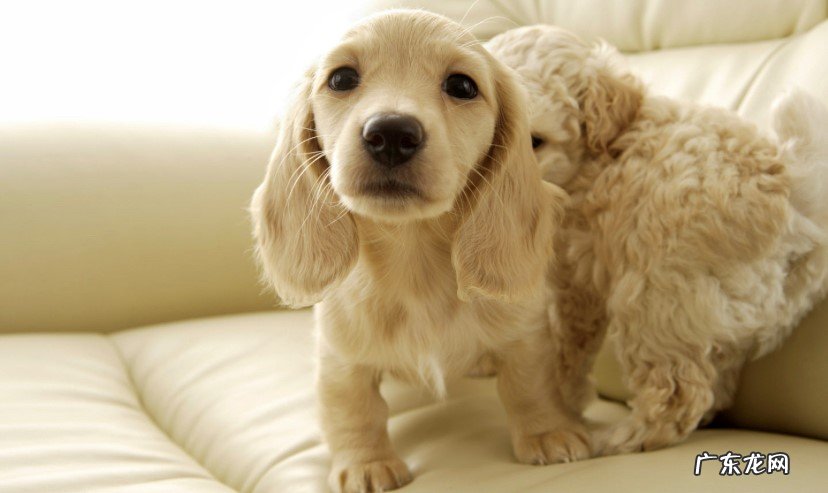 经常通风 如何去除宠物粪便异味