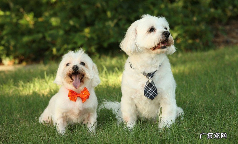 经常通风 如何去除宠物粪便异味