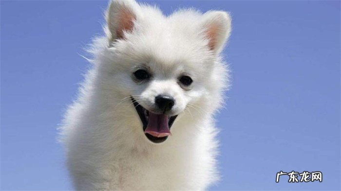 流鼻涕,发烧发热,发抖 宠物生病了有哪些表现?