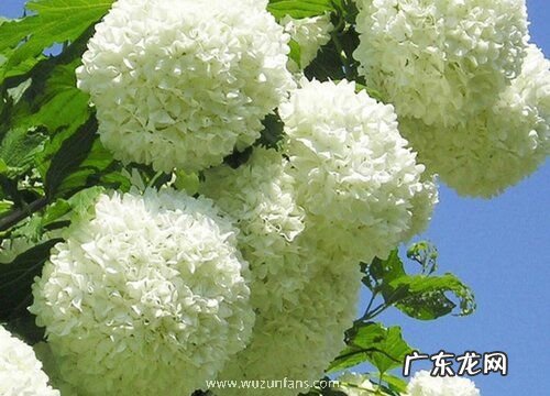 中华木绣球可以盆栽吗