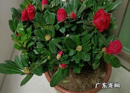 杜鹃花哪个品种好